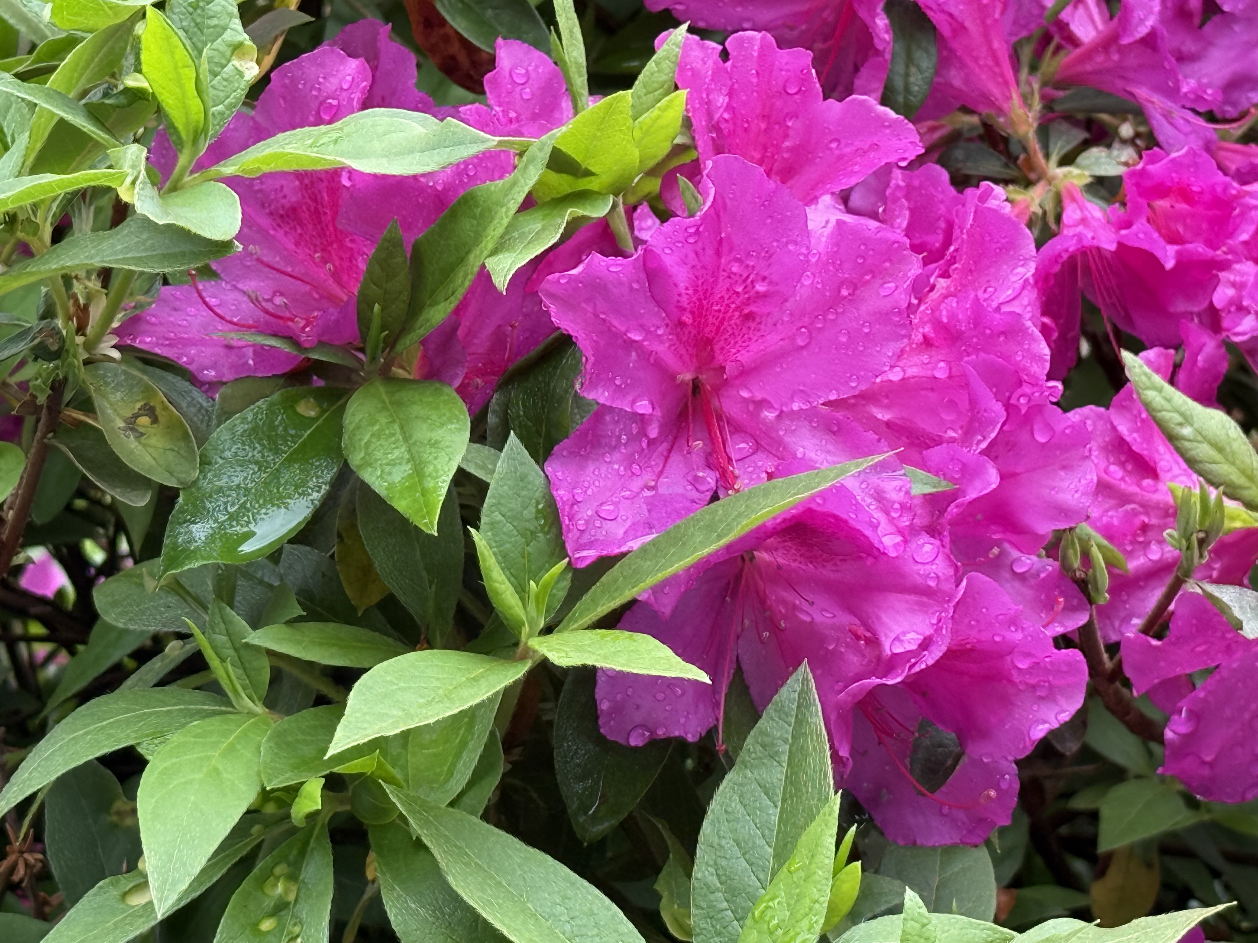 image31